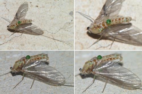 Cloeon dipterum